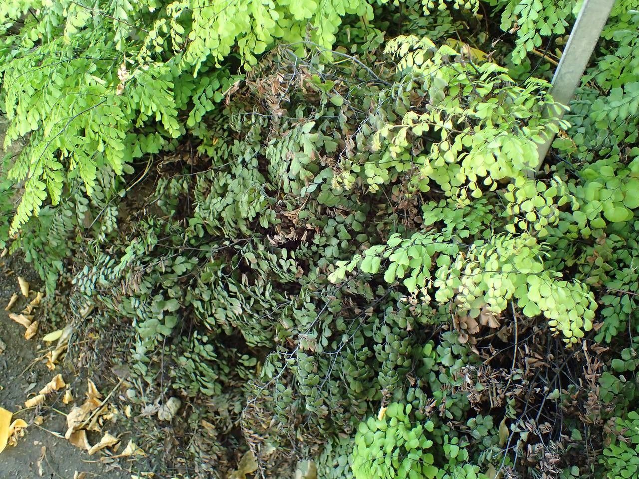 Adiantum venustum habit