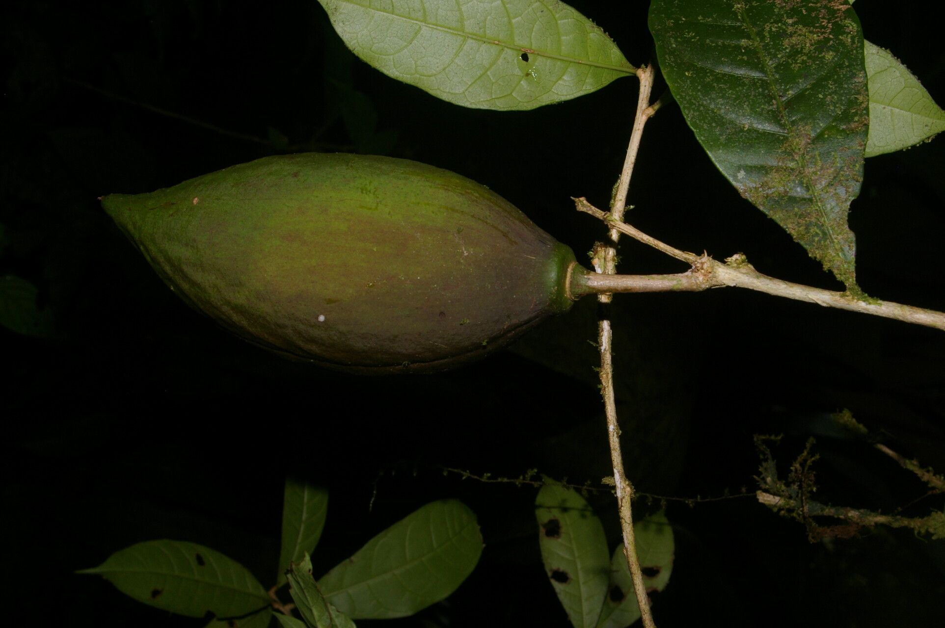 Amphitecna gentryi fruit