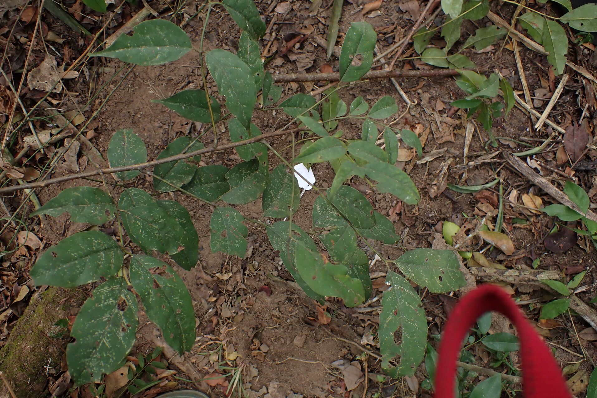 Lannea nigritana — search result for 'Lannea'