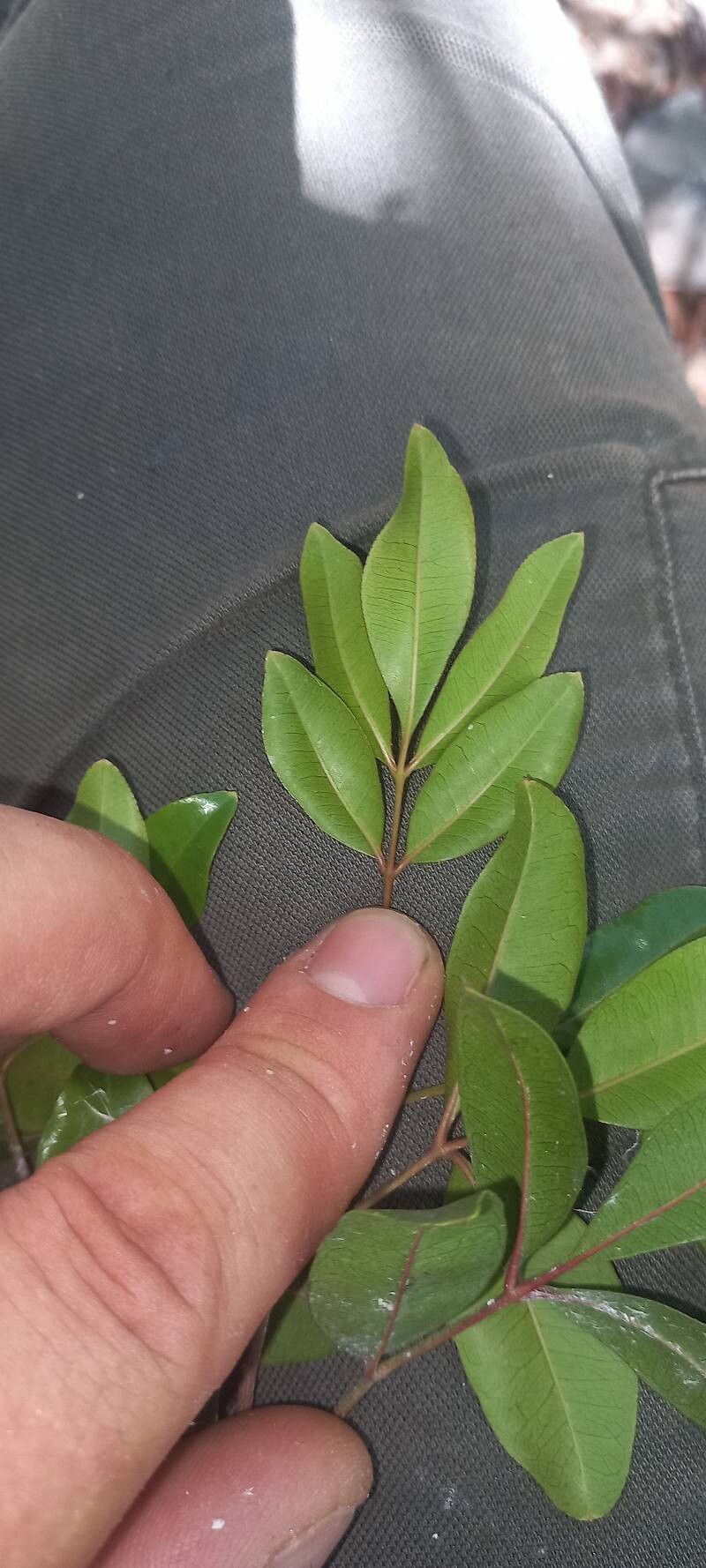 Forestiera eggersiana leaf