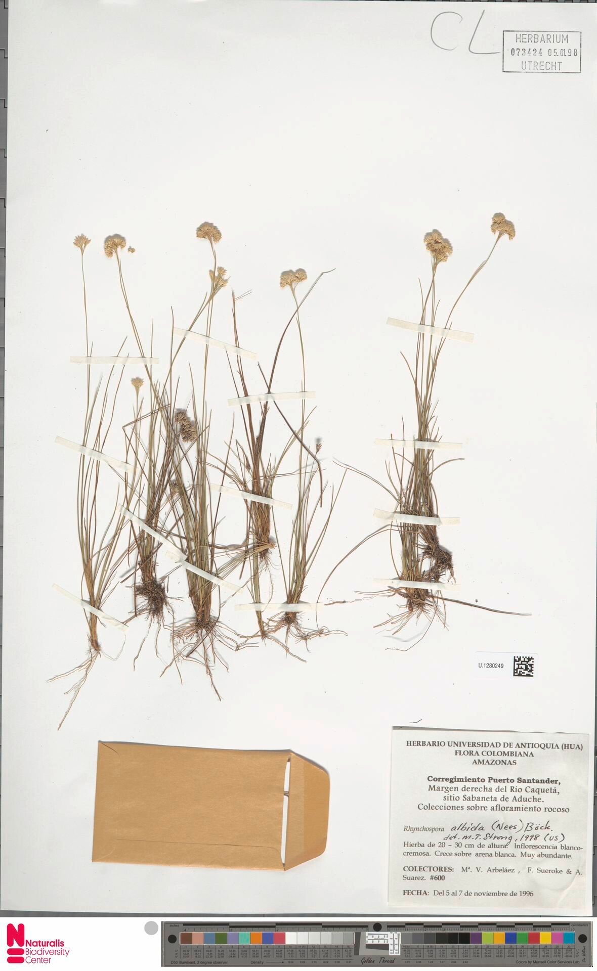 Rhynchospora albida — related species from the same genus