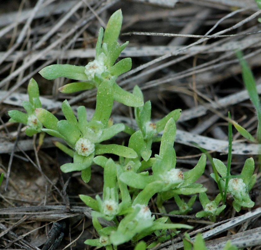 Psilocarphus oregonus — related species from the same genus