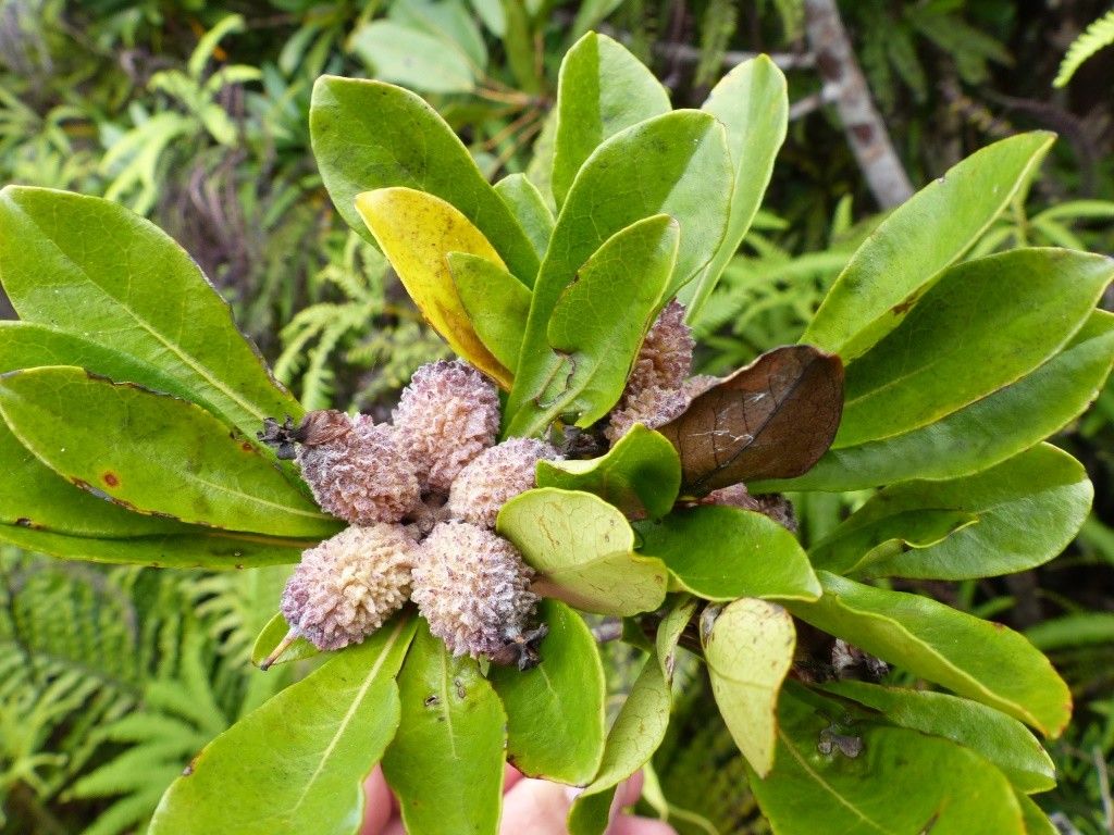 Pittosporum oubatchense flower