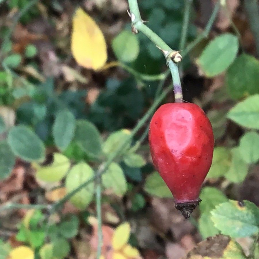 Rosa corymbifera fruit
