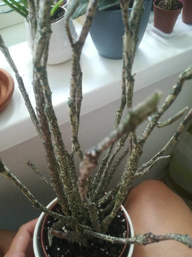 Euphorbia platyclada bark