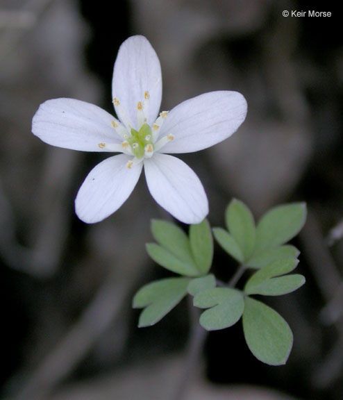 Enemion stipitatum — related species from the same genus