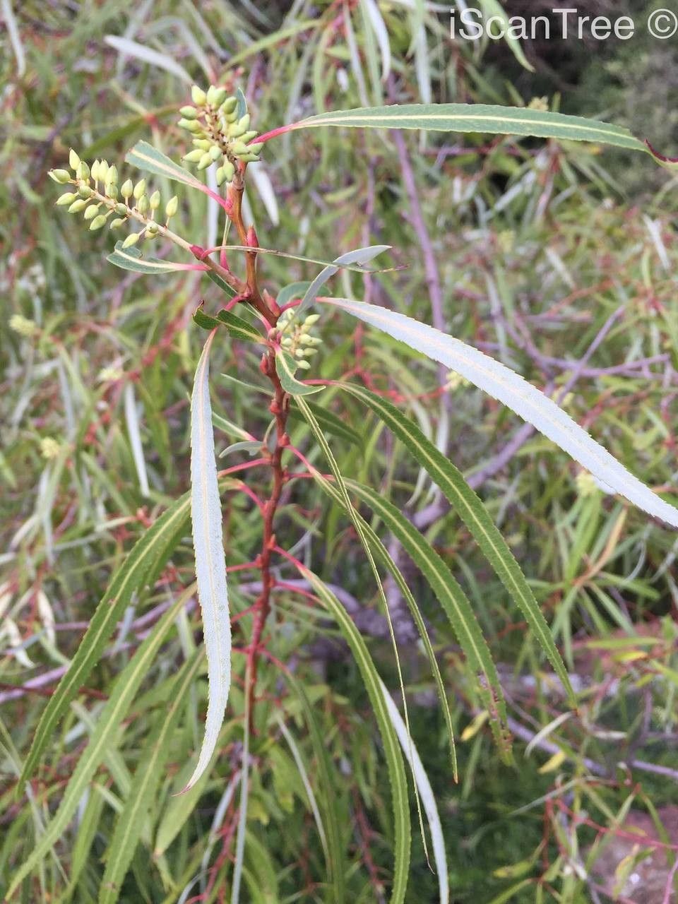 Salix mucronata fruit