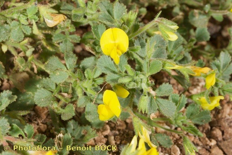 Ononis hebecarpa habit