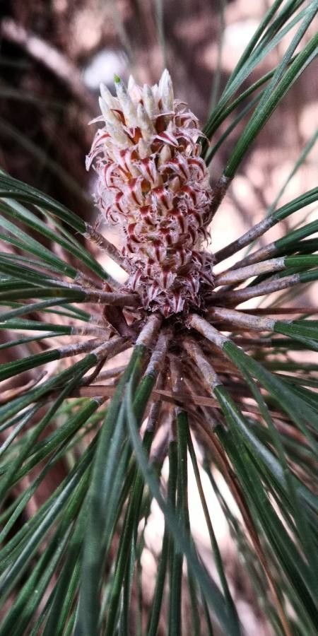 Pinus canariensis flower
