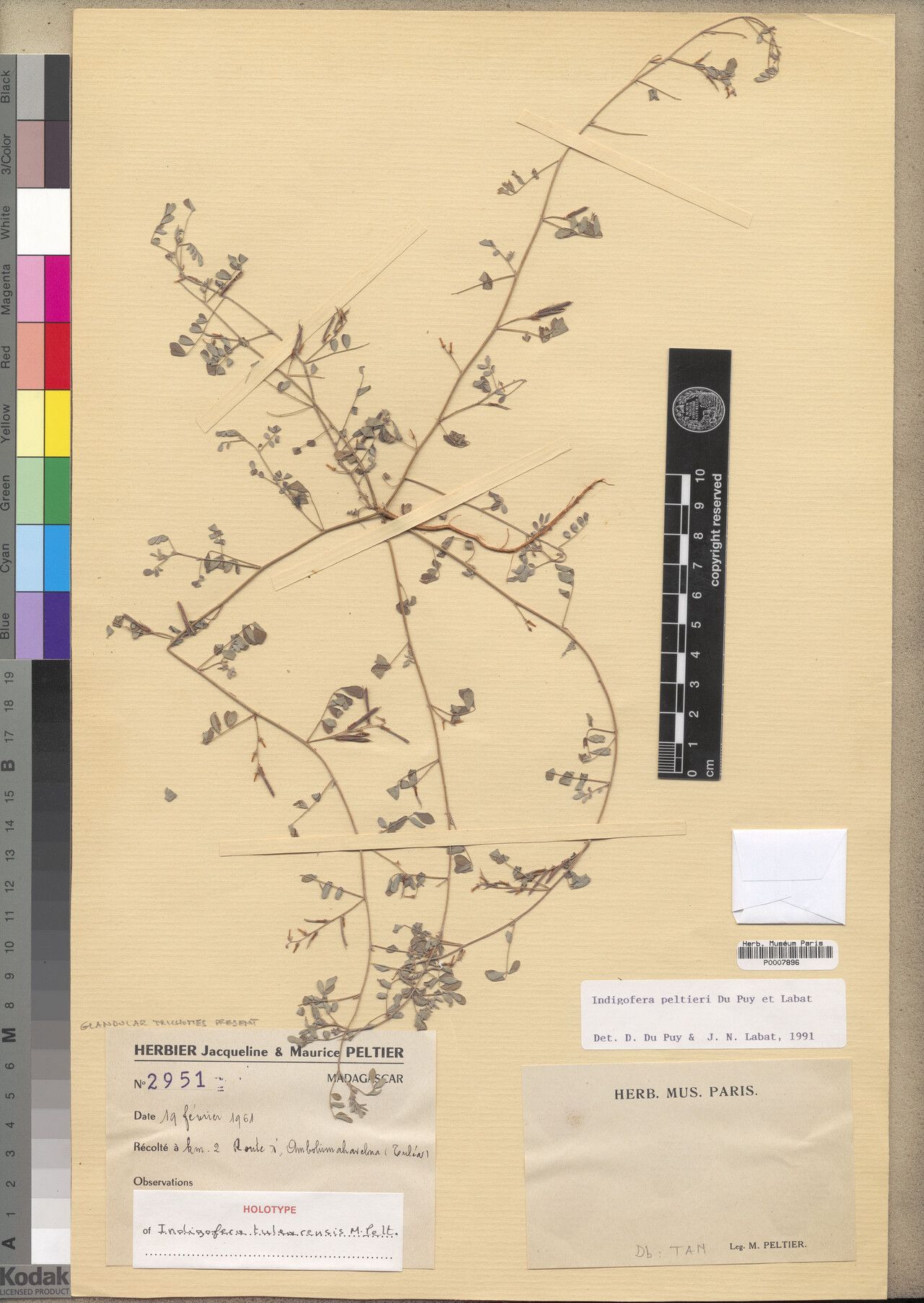 Indigofera peltieri — search result for 'Indigofera'