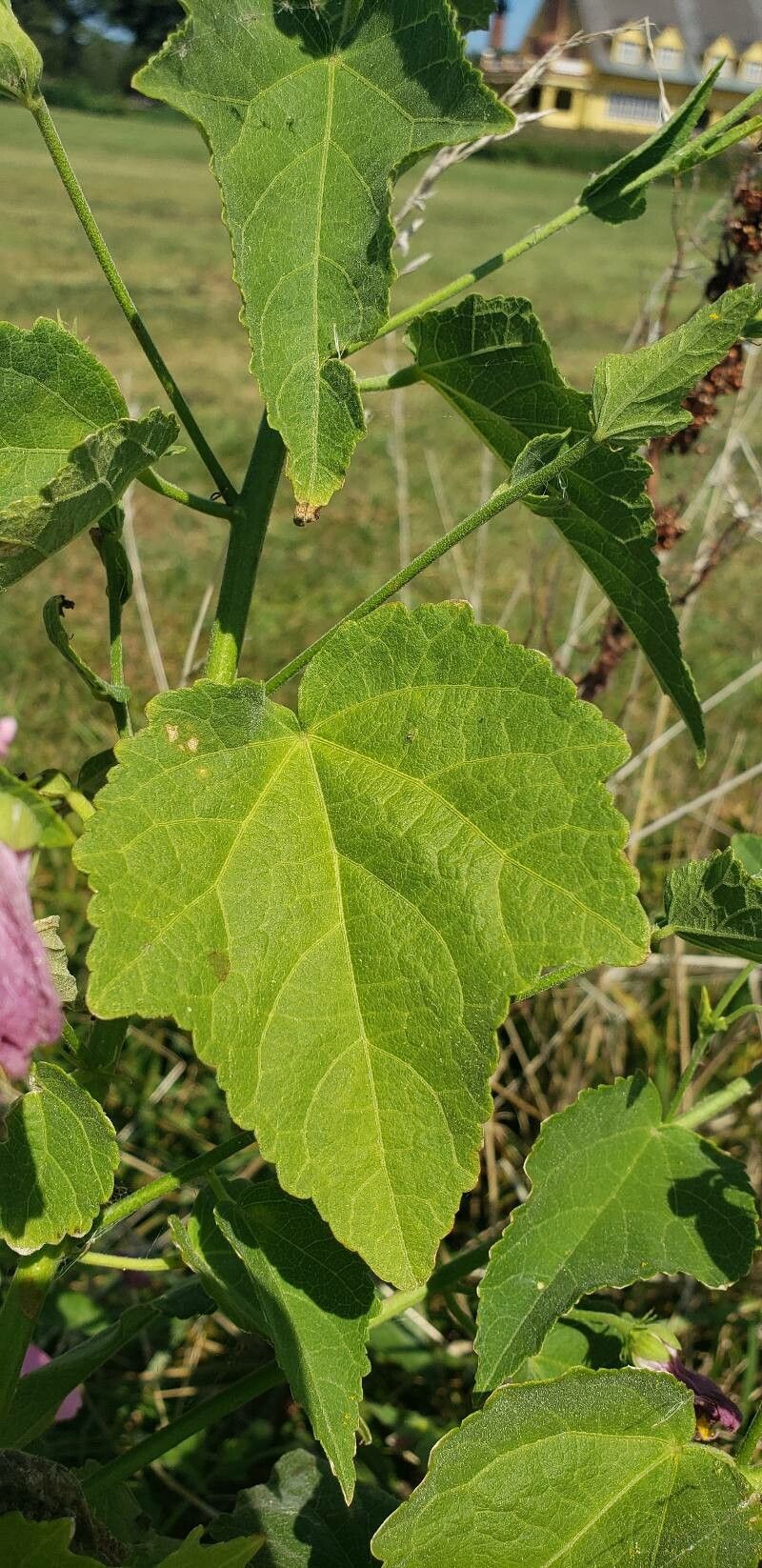 Kosteletzkya pentacarpos — search result for 'Hibiscus'
