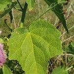 Kosteletzkya pentacarpos