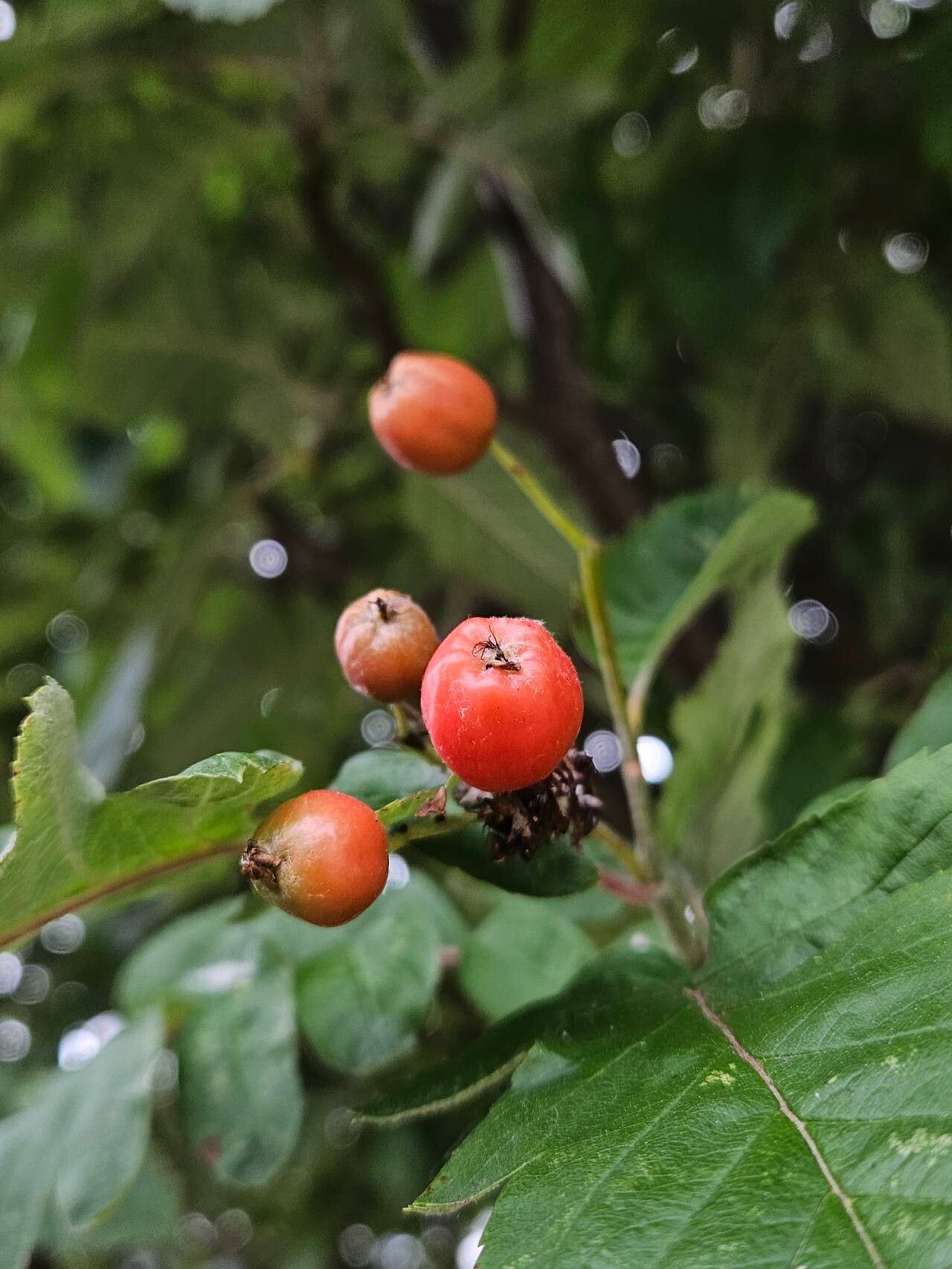 Hedlundia thuringiaca fruit