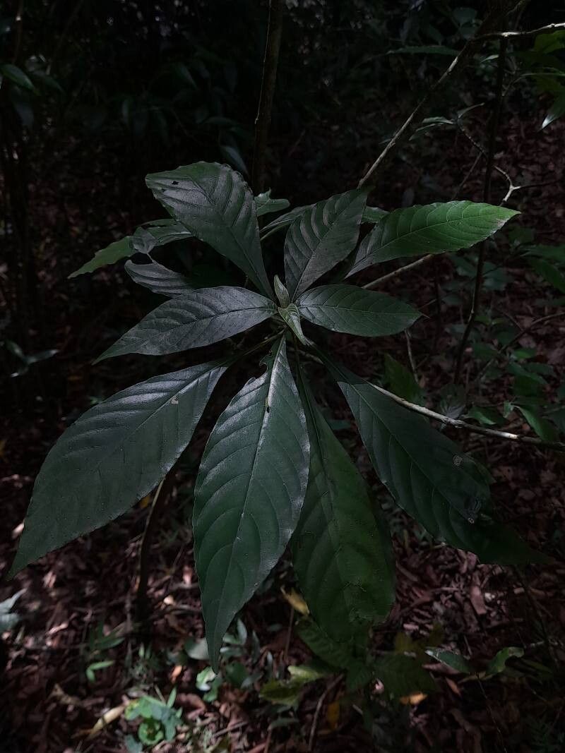 Aphelandra leonardii — search result for 'Aphelandra'