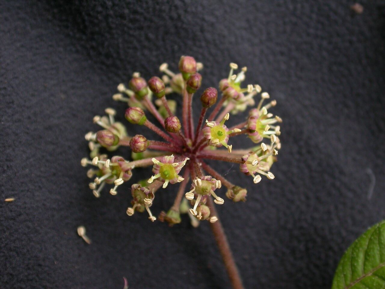 Eleutherococcus cissifolius — related species from the same genus