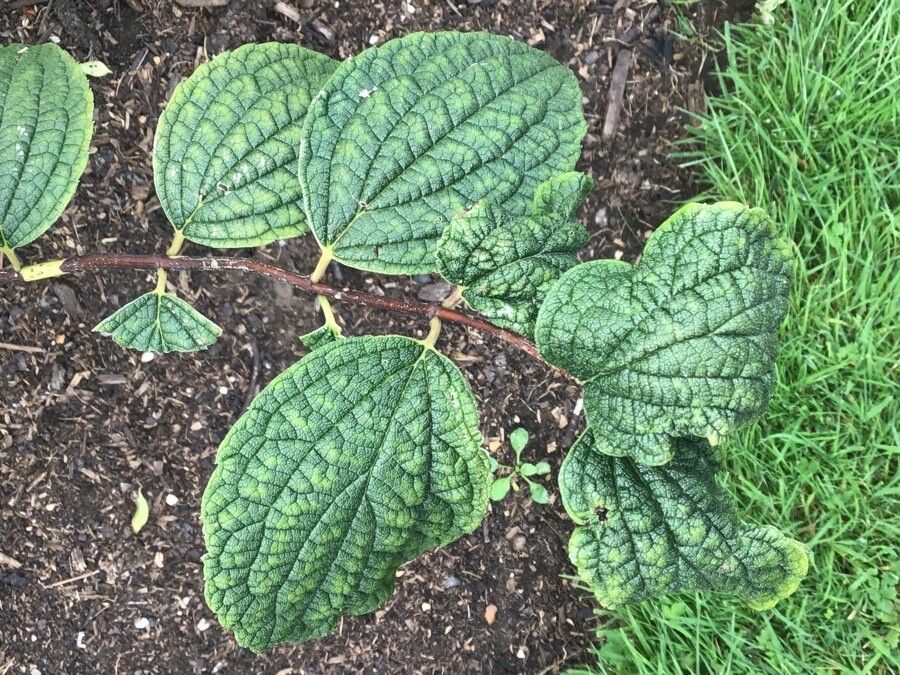 Philadelphus subcanus — houseplant care guide