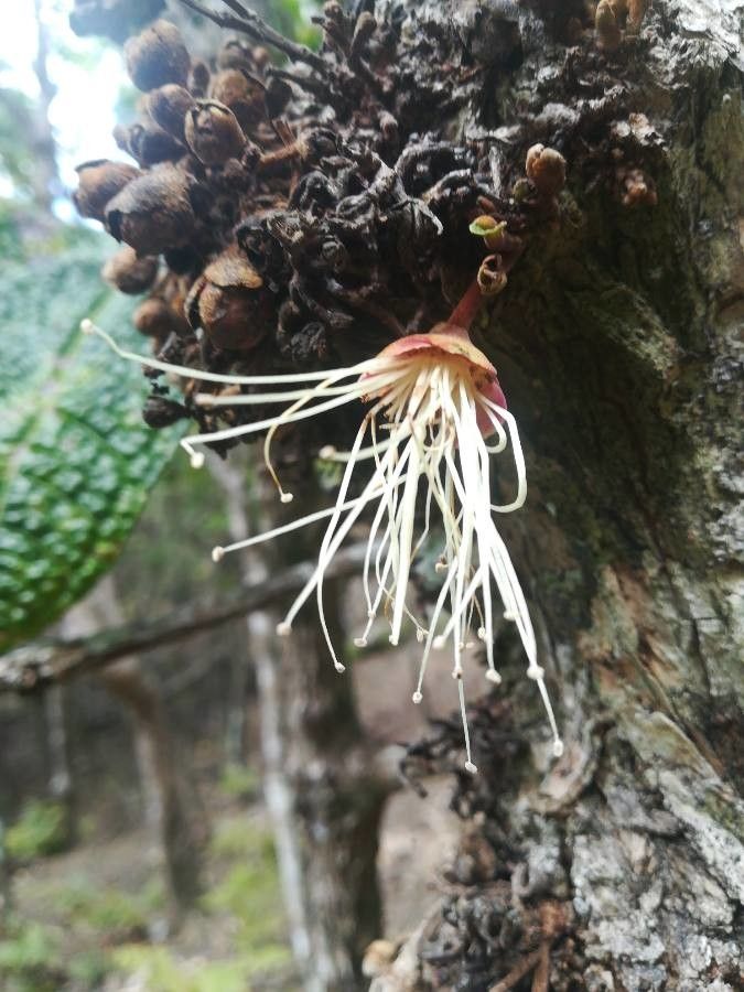 Eugenia bullata flower