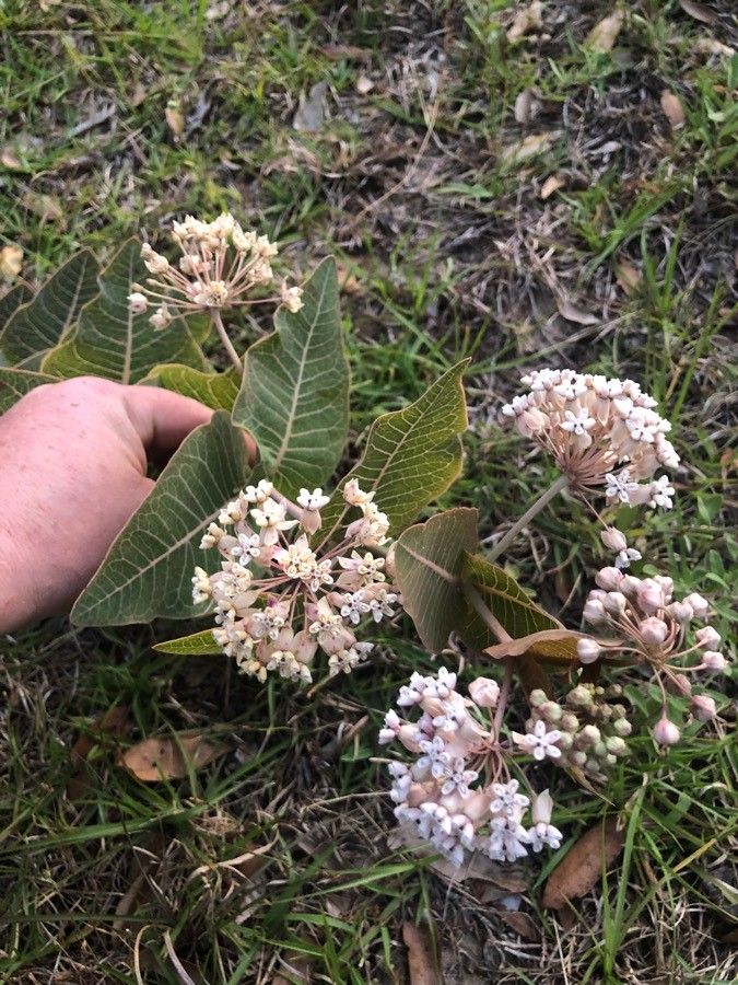 Asclepias humistrata flower