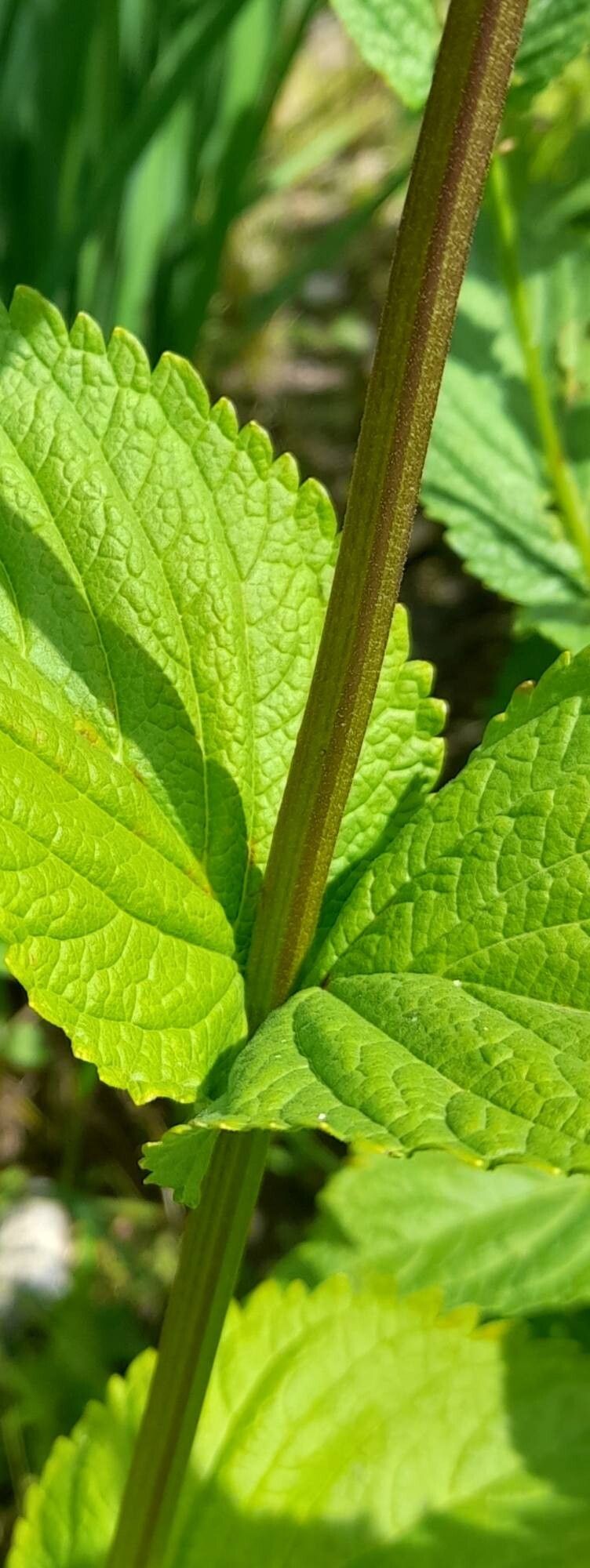 Nepeta yesoensis bark