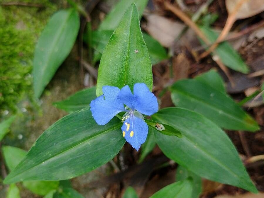 Commelina cyanea habit