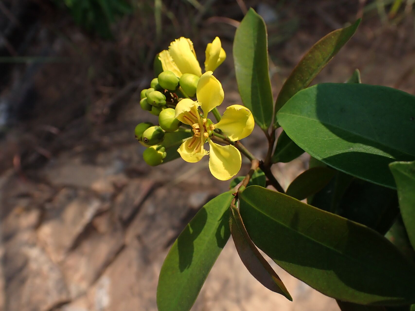 Acridocarpus smeathmanii flower