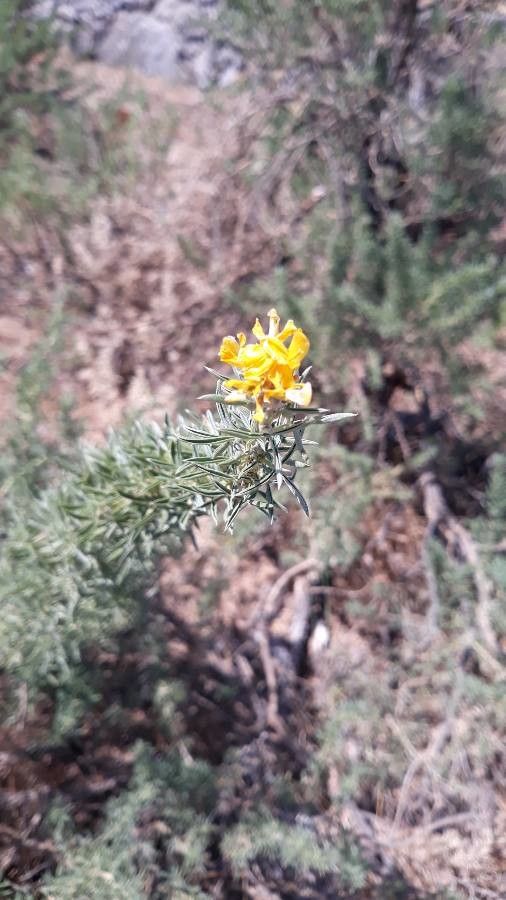 Adenocarpus decorticans — search result for 'Portugal'