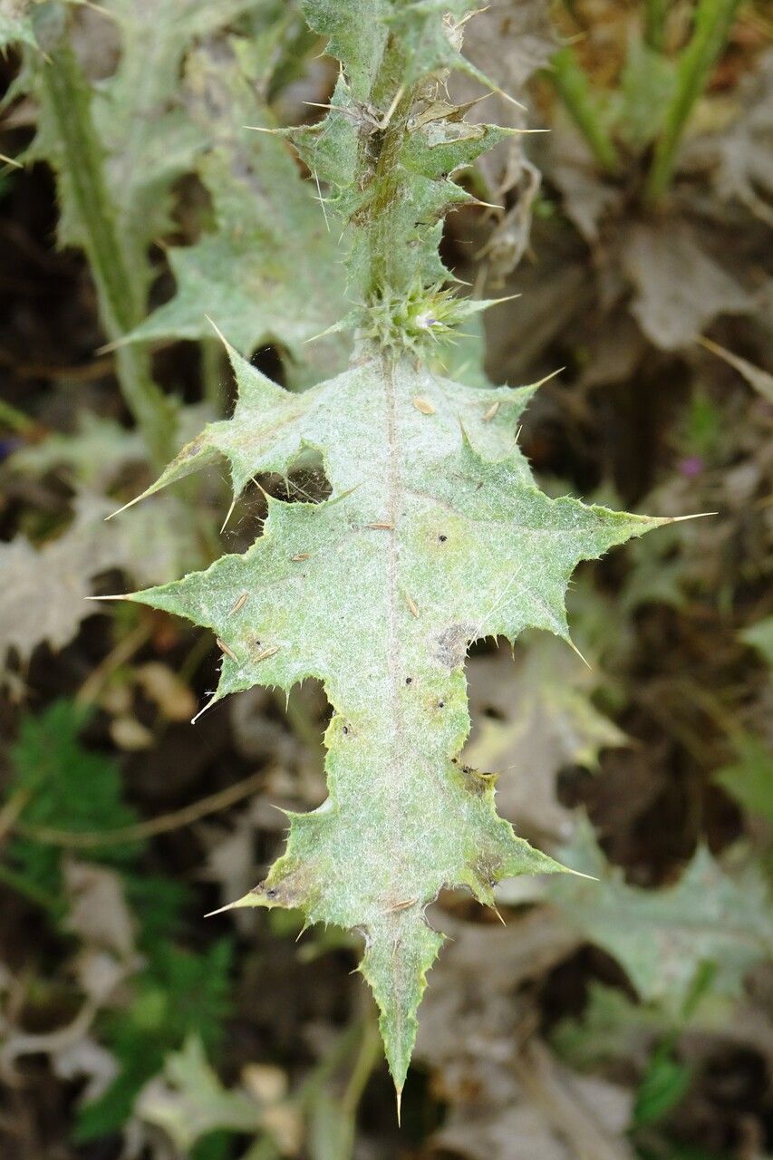 Carduus tenuiflorus leaf