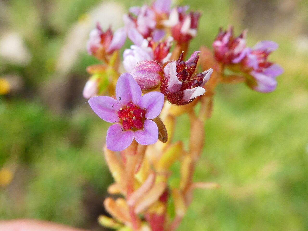 Sedum villosum flower