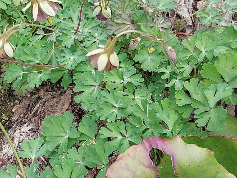 Aquilegia viridiflora — search result for 'Aquilegia'