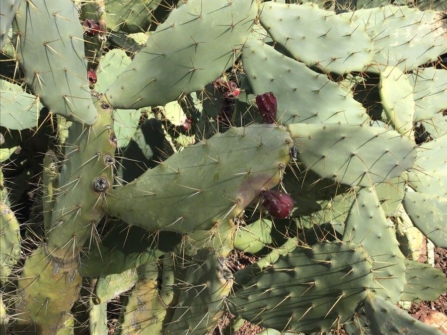 Opuntia elatior — search result for 'Opuntia'