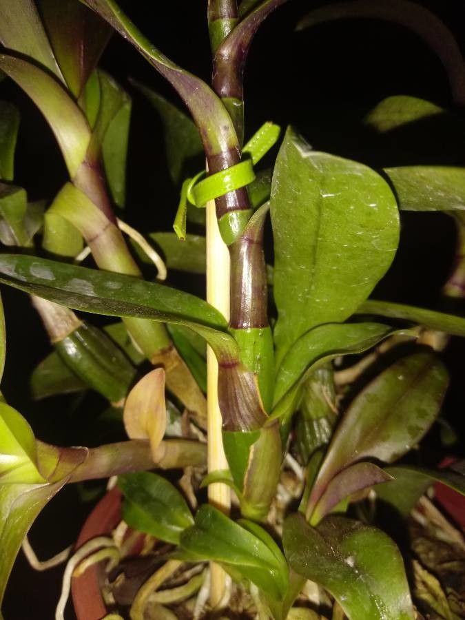 Rhyncholaelia digbyana habit