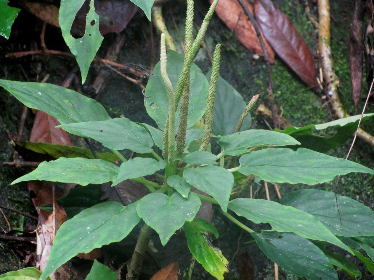 Peperomia lignescens — houseplant care guide