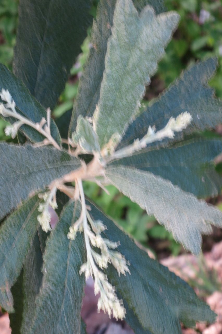 Tarchonanthus trilobus other