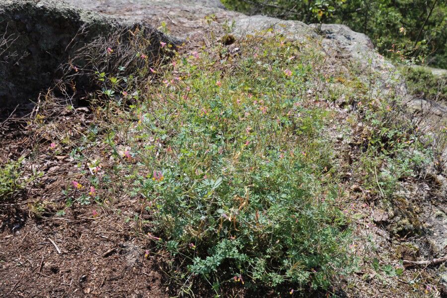 Corydalis sempervirens habit
