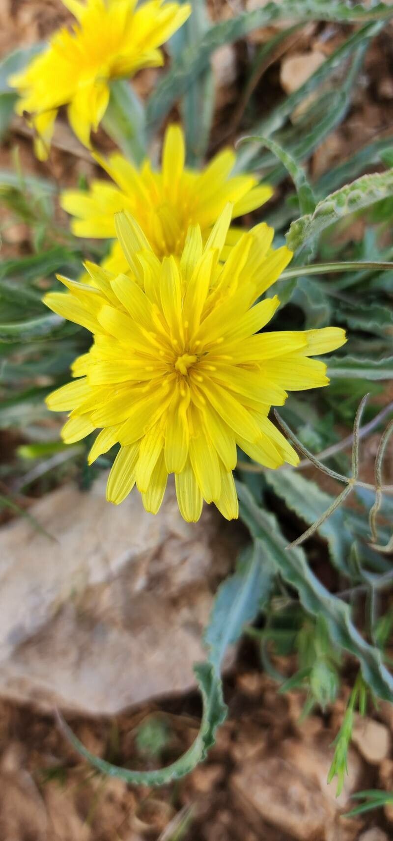 Scorzonera schweinfurthii flower