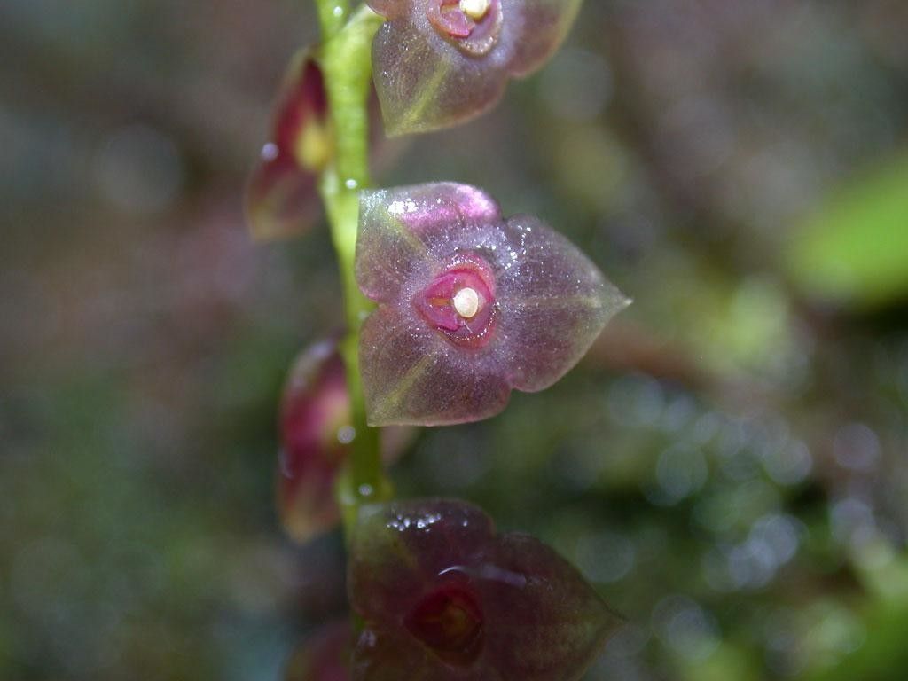 Stelis parvula fruit