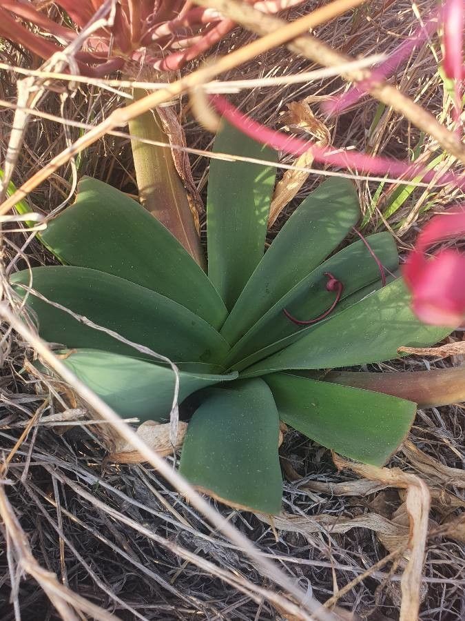 Ammocharis tinneana — search result for 'Namibia'