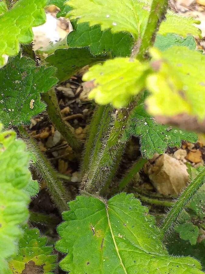Betonica alopecuros bark