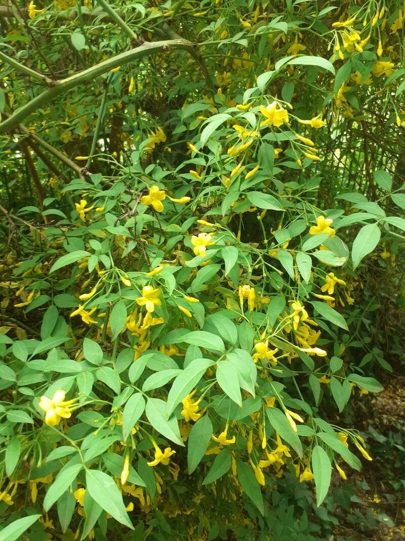 Jasminum humile flower
