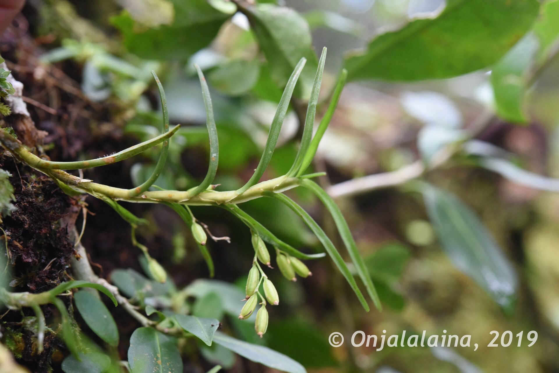 Angraecum caricifolium — houseplant care guide