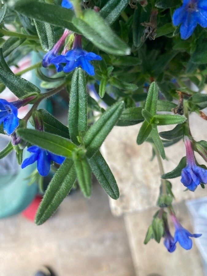 Glandora rosmarinifolia — related species from the same genus