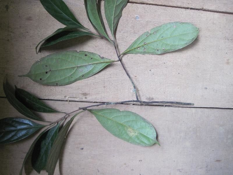 Licaria martiniana other