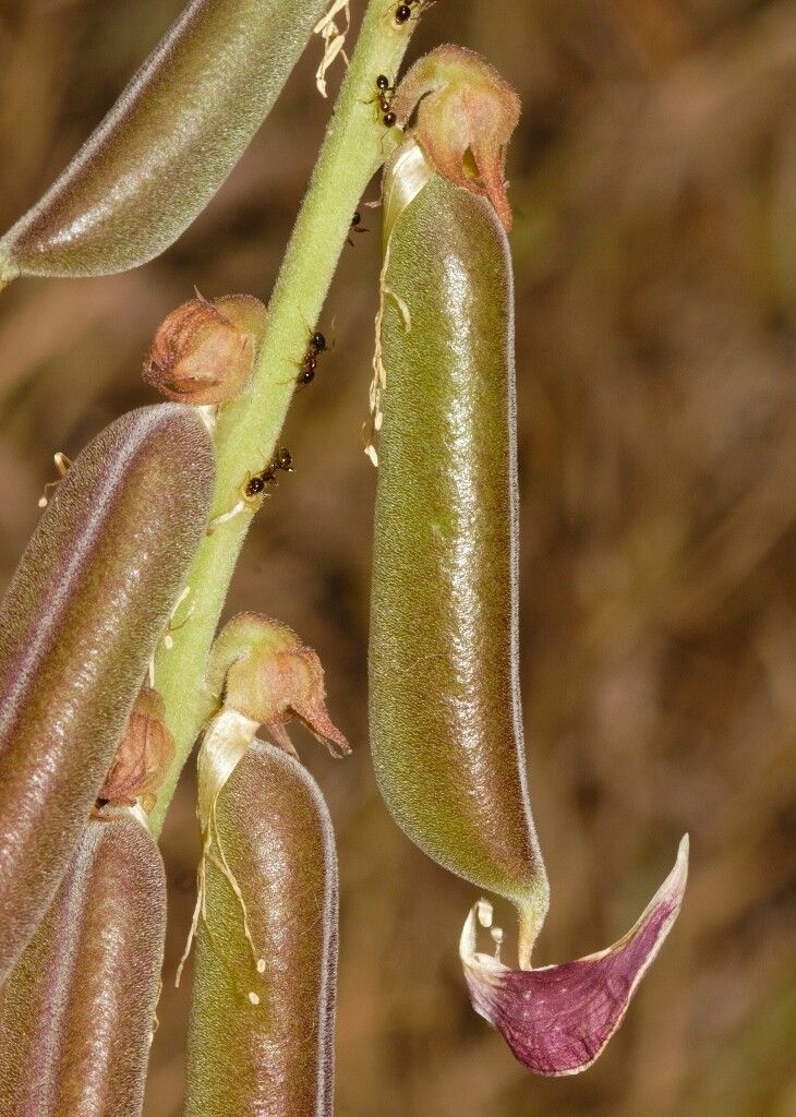 Crotalaria rogersii fruit