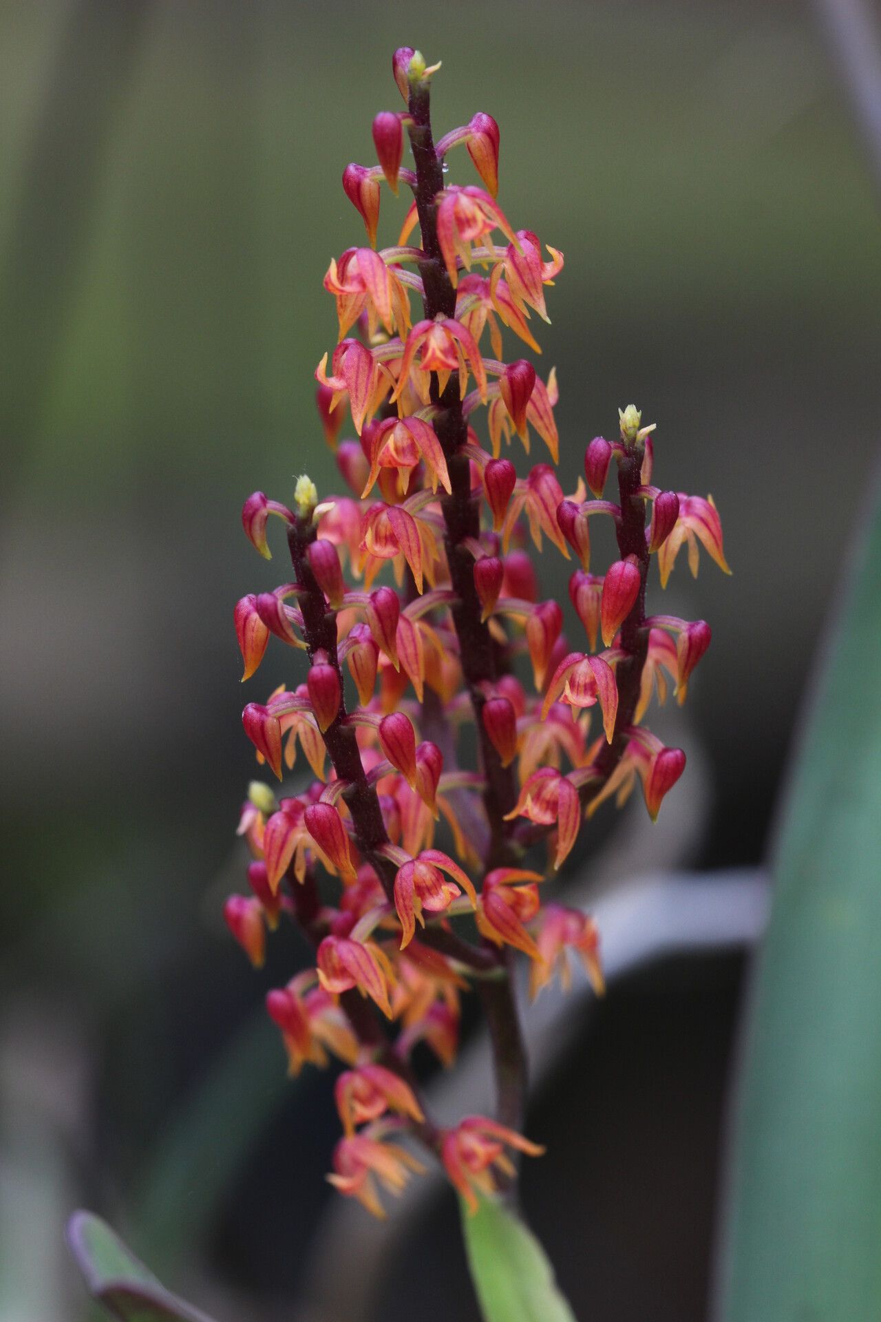 Polystachya paniculata flower