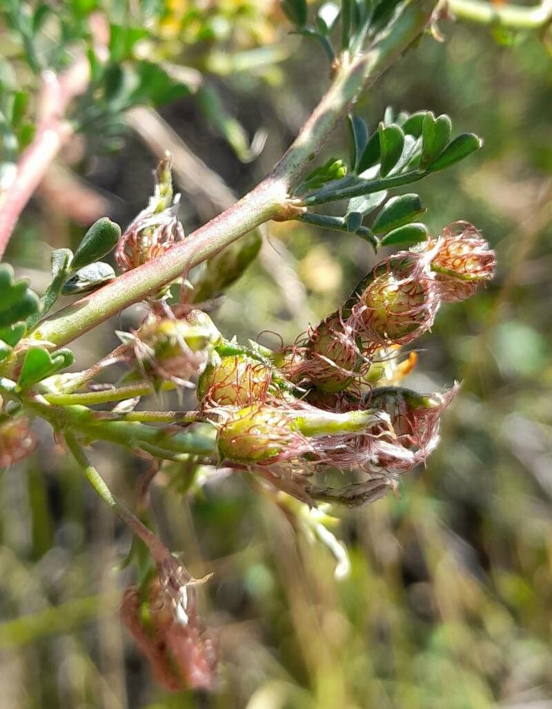 Adesmia guttulifera fruit