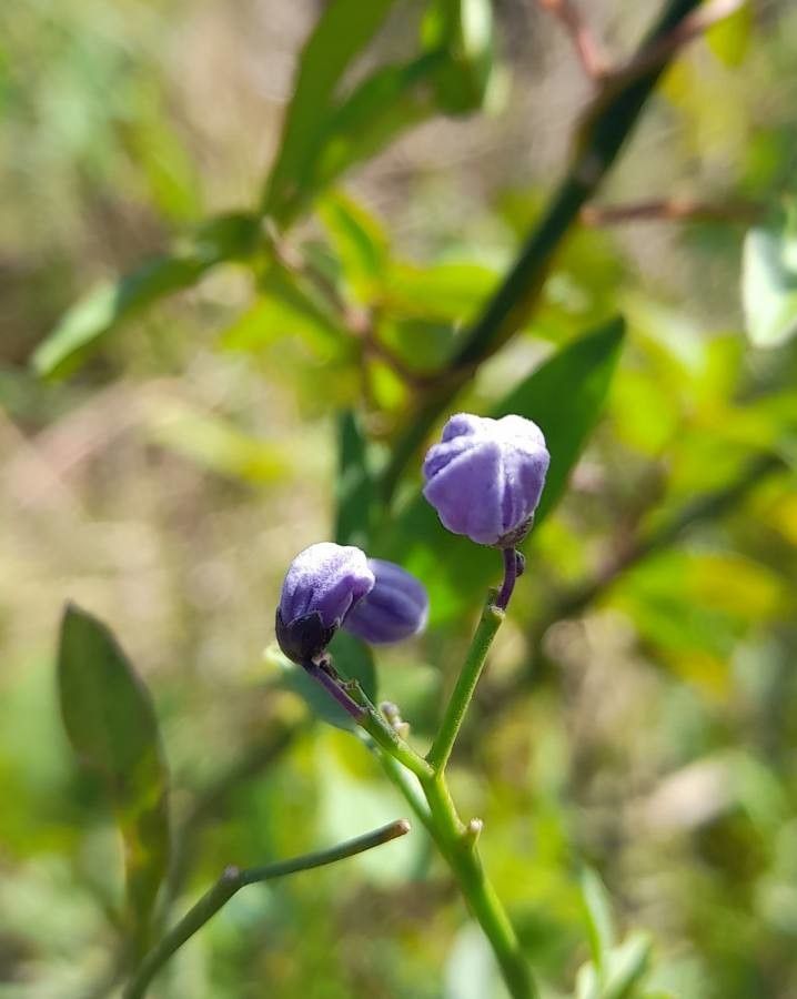 Solanum amygdalifolium flower