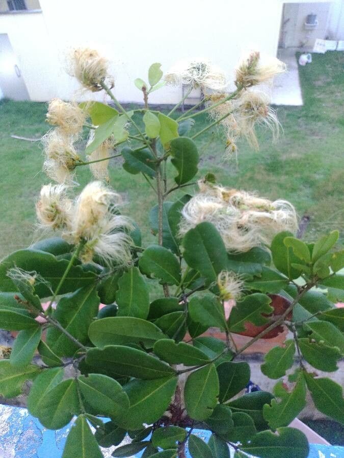 Abarema filamentosa — related species from the same genus