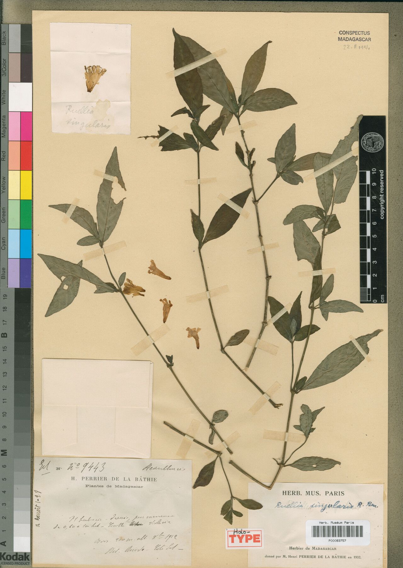 Ruellia singularis — search result for 'Ruellia'