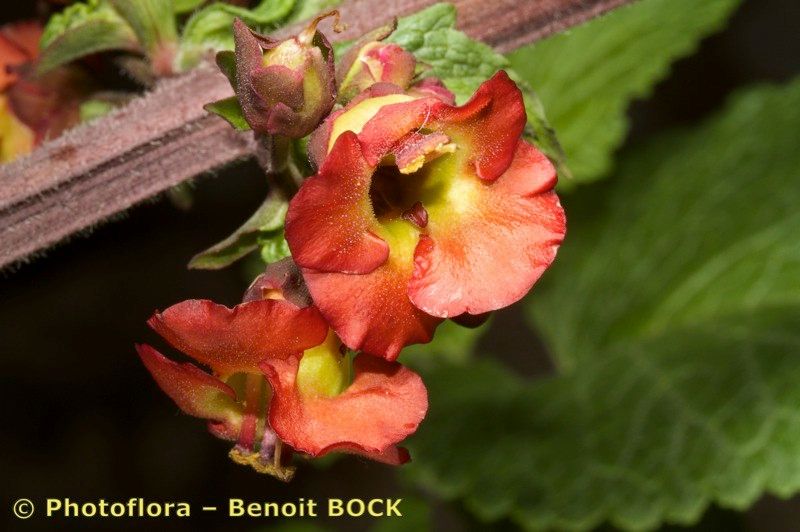 Scrophularia calliantha flower