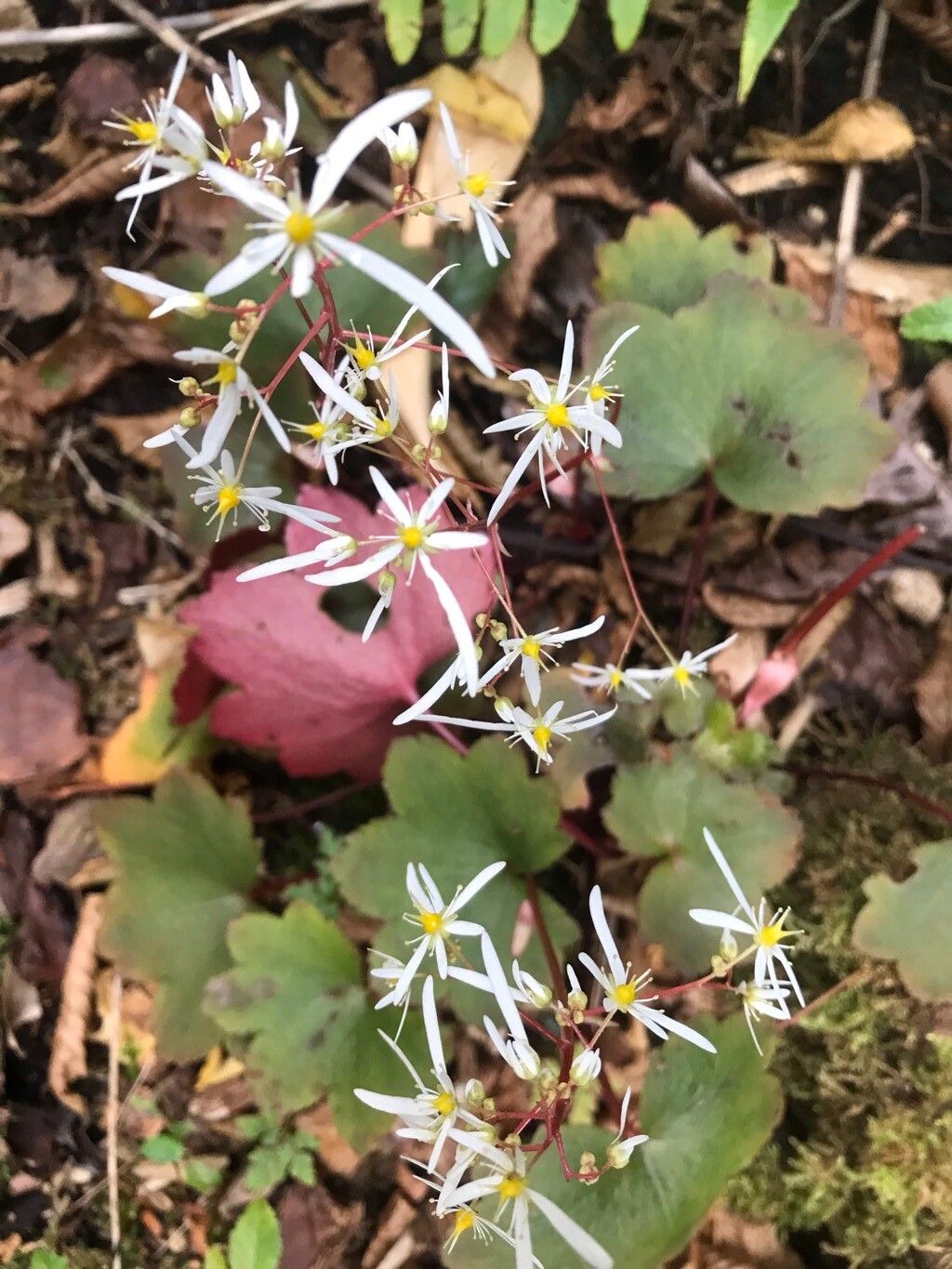 Saxifraga fortunei flower